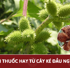 Cây ké đầu ngựa trị bệnh gì? 5 Bài thuốc hay từ cây ké đầu ngựa